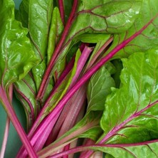 Zengarden Pembe Saplı Pazı Tohumu Flamingo Swiss Chard