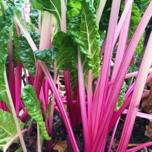 Zengarden Pembe Saplı Pazı Tohumu Flamingo Swiss Chard