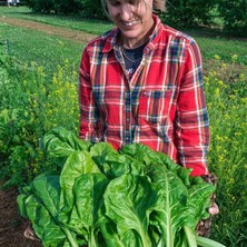 Zengarden Pancar Ispanak Tohumu Perpetual Spinach Chard