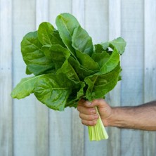 Zengarden Pancar Ispanak Tohumu Perpetual Spinach Chard