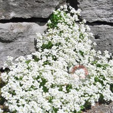 Zengarden Arabis Tohumu Ssp. Caucasicus Alpin Tip Bodur Snowcap