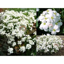 Zengarden Arabis Tohumu Ssp. Caucasicus Alpin Tip Bodur Snowcap