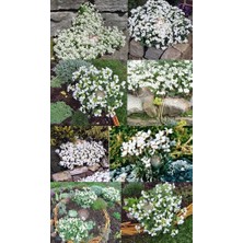 Zengarden Arabis Tohumu Ssp. Caucasicus Alpin Tip Bodur Snowcap