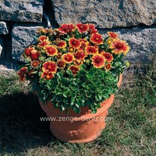 Zengarden Gaillardia Tohumu Goblin Çifte Katmerli Saksılık