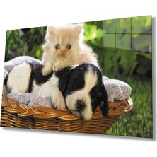 MiraLive  Kedi Köpek Cam Tablo