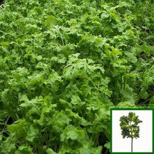 Zengarden Kıvırcık Tere Tohumu Geleneksel Wrinkled Crinkled Cress