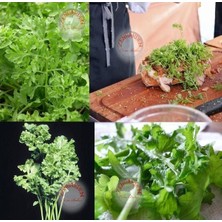 Zengarden Kıvırcık Tere Tohumu Geleneksel Wrinkled Crinkled Cress