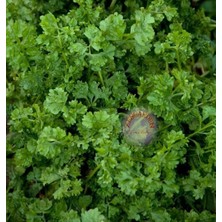 Zengarden Kıvırcık Tere Tohumu Geleneksel Wrinkled Crinkled Cress