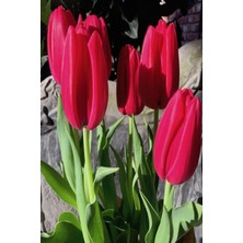 Ada Tarım Sweet Rosy Lale Soğanı (5 Adet)