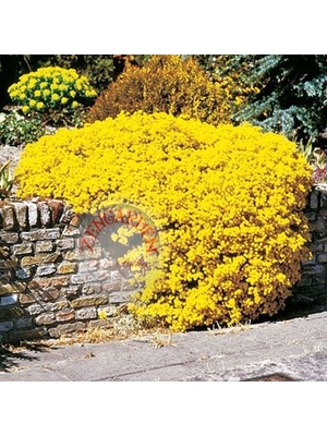 Zengarden Sarı Alyssum Tohumu Bir Sepet Altın Serisi Lobularia Maritima
