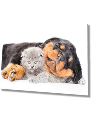 MiraLive Kedi Köpek Cam Tablo