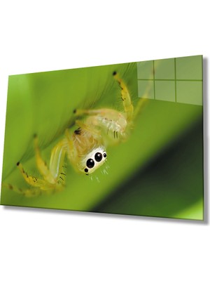 MiraLive Yeşil Sarı Örümcek Cam Tablo