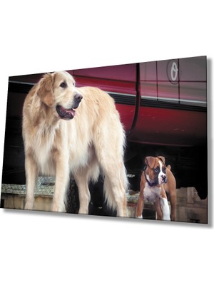 MiraLive Köpek Cam Tablo