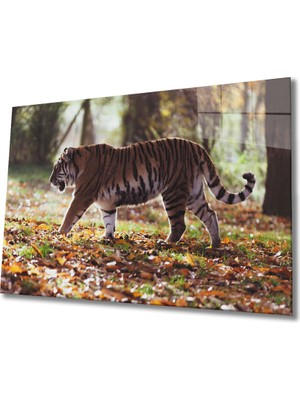 MiraLive Kaplan Cam Tablo