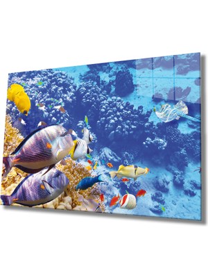 MiraLive Balıklar, Colorful Fishes