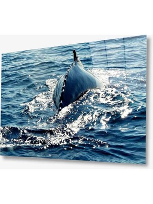 MiraLive Sualtı Hayvan Cam Tablo