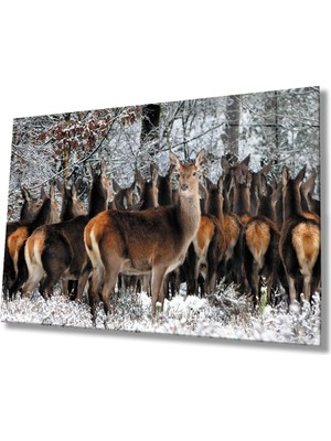 MiraLive Kızıl Geyik Hayvan Cam Tablo