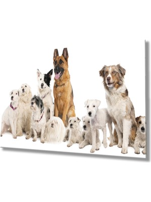 MiraLive Köpekler Cam Tablo