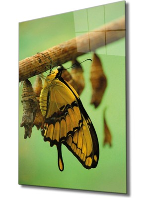 MiraLive Sarı Kelebek Cam Tablo Yellow Butterfly