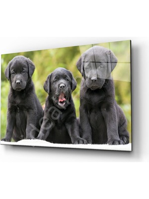MiraLive Köpekler Cam Tablo