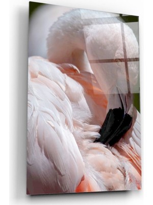 MiraLive Flamingo Cam Tablo