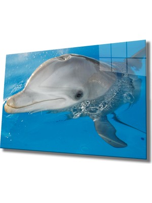 MiraLive  Yunus Balığı Cam Tablo Dolphin