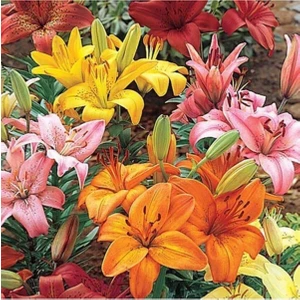 Ada Tarım Karışık Lilyum (Zambak)Soğanı 5 Adet