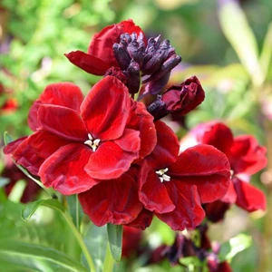 Scarlet Emperor Kokulu Bahçe Şebboy Tohumu Cheiranthus
