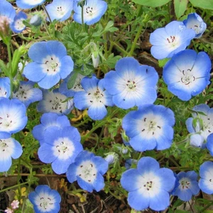 Mavi Nemophila Menziesii Tohumu Baby Blue Eyes