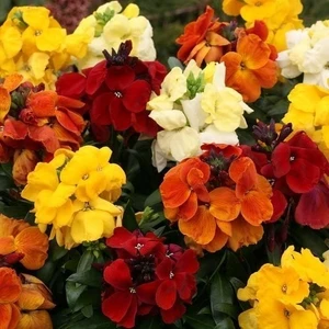 Acem Halısı Şebboy Tohumu Kokulu Karışım