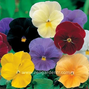 Viola Tohumu 7 Renk Karışım Düz Renkler Viola x Wittrockiana