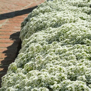 Beyaz Alyssum Tohumu Kraliyet Halısı Bodur Lobularia Maritima Carpet Of Snow