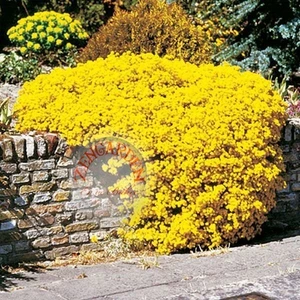 Sarı Alyssum Tohumu Bir Sepet Altın Serisi Lobularia Maritima
