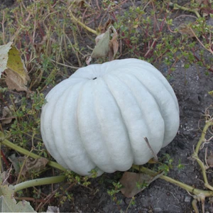 Köy Tohumları 10 Adet Tohum Organik Hobi Bahçe Sarı Bal Kabağı Tohumu Taze Kabak