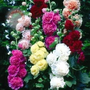 Katmerli Gülhatmi Tohumu Hibrit Chaters Double Alcea Rosea Hollyhock