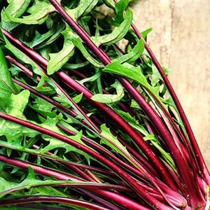 Kırmızı Radika Tohumu Chicory Italiko Rosso Cichorium Intybus
