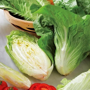 Sugar Loaf Endive Tohumu Hindiba