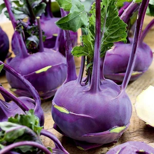 Mor Kohlrabi Tohumu Geleneksel Mor Alabaş Purple Vienna