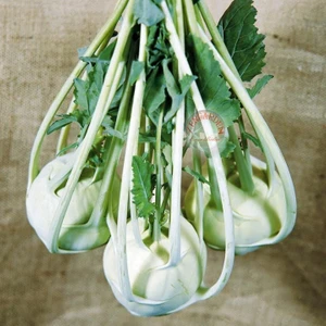 Beyaz Kohlrabi Tohumu Erkenci Atalık Alabaş