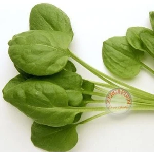 Kuzu Kulağı Tohumu Bebek Yaprak Sorrel