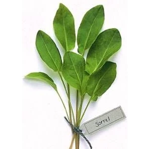 Fransız Kuzukulağı Tohumu Sorrel De Belleville