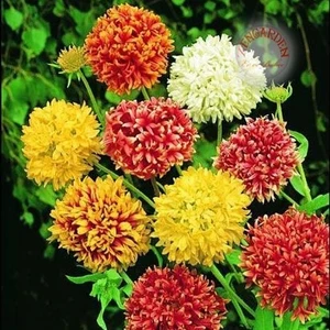 Gaillardia Tohumu Tüm Renkler Karışım Çok Yıllık