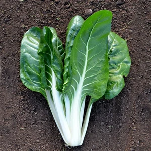 Bodur Pazı Tohumu Barese Swiss Chard Beta Vulgaris