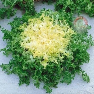 Kıvırcık Endive Tohumu Atalık Pancalieri