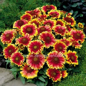 Gaillardia Tohumu Goblin Çifte Katmerli Saksılık