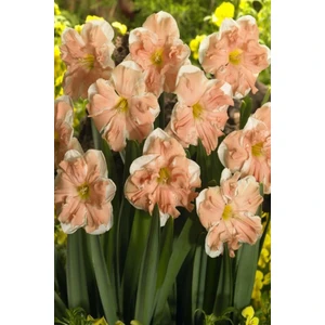 Ada Tarım 4 Adet Nergis Soğanı Beyaz-Budra Fırfırlı