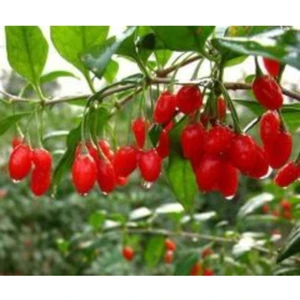 Ada Tarım 10 Adet Goji Berry Fidanı ( Nq7 ) Tüplü 30 cm 12 Ay Dikim