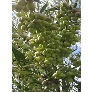 Ada Tarım 2 Adet Zeytin Fidanı (Koroneiki Bodur) Tüplü 2 Yaşında 1 Metre