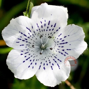 Zengarden Çilli Nemophila Tohumu Freckles Kartaneleri Çiçeği Fiyatı