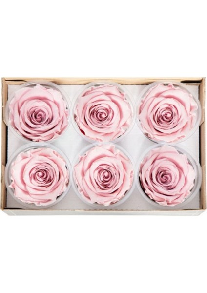 Pink - 04 Pembe Şoklanmış Solmaz Gül Xl 1 Kutu (6 Adet Gül)